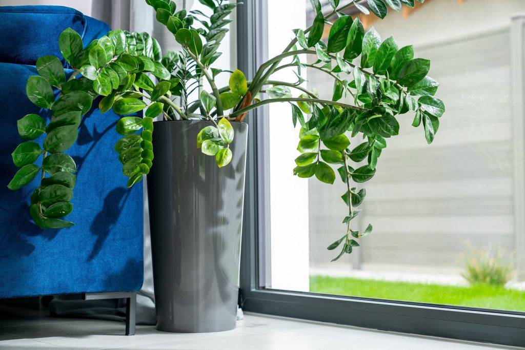 KRISPOL radzi: zadbaj o rośliny w swoim domu zdj. 10